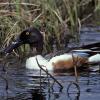 northern-shoveler-male