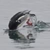 red-breasted-merganser-diving