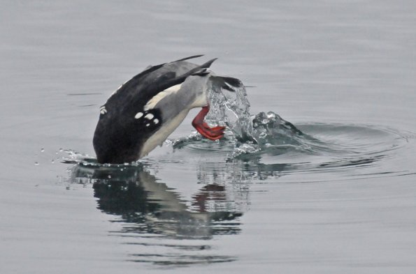 red-breasted-merganser-diving
