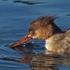 red-breasted-merganser-female-head-photo