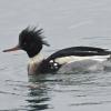 red-breasted-merganser-male-in-winter