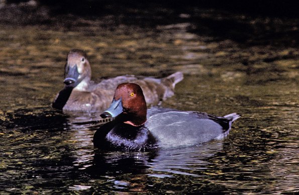 redhead-male-and-female