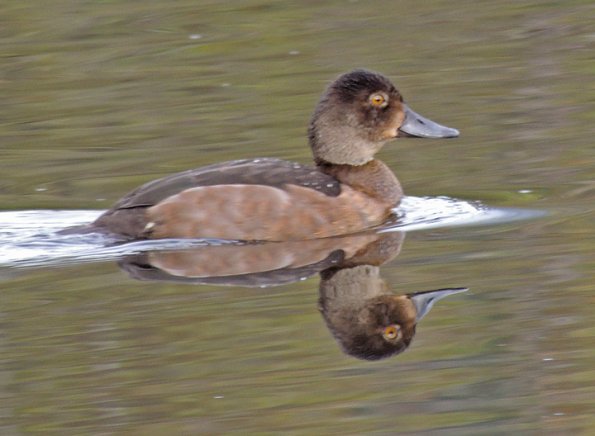 ring-necked-duck-portrait