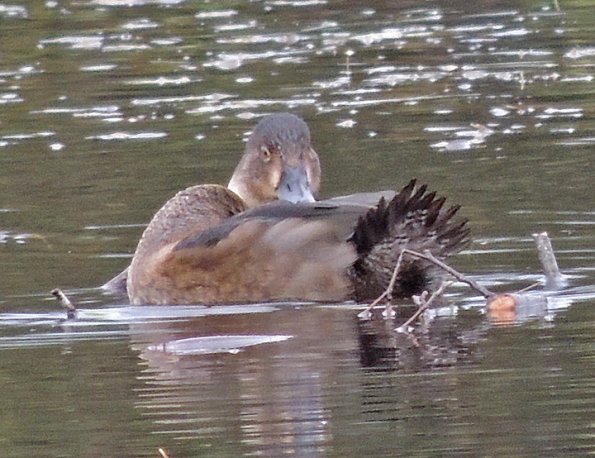 ring-necked-duck-preening