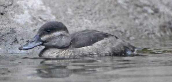 ruddy-duck-juvenile