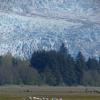 snow-geese-mendenhall-wetlands