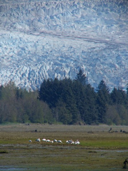 snow-geese-mendenhall-wetlands
