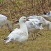 snow-geese-with-ross-s-goose-gustavus-5-11-2013