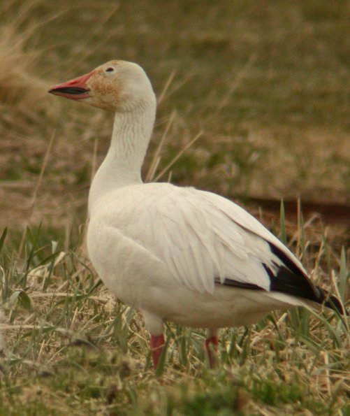 snow-goose-adult-1