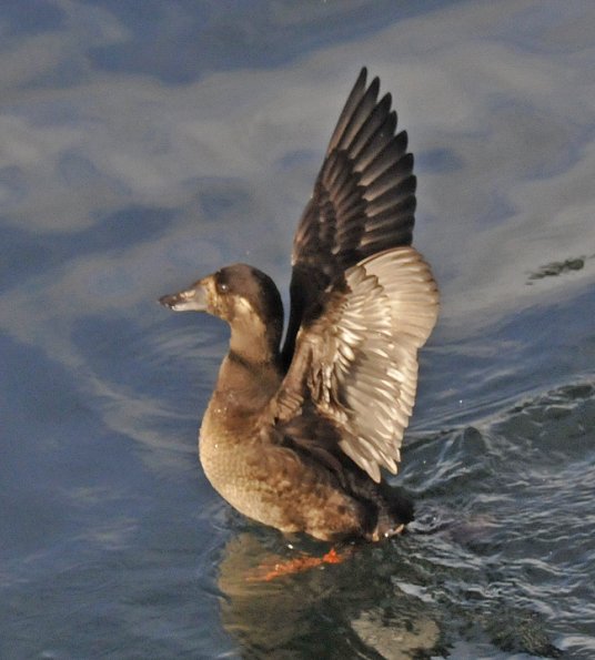 surf-scoter-female-1