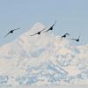 surf-scoters-mt.-saint-elias-2