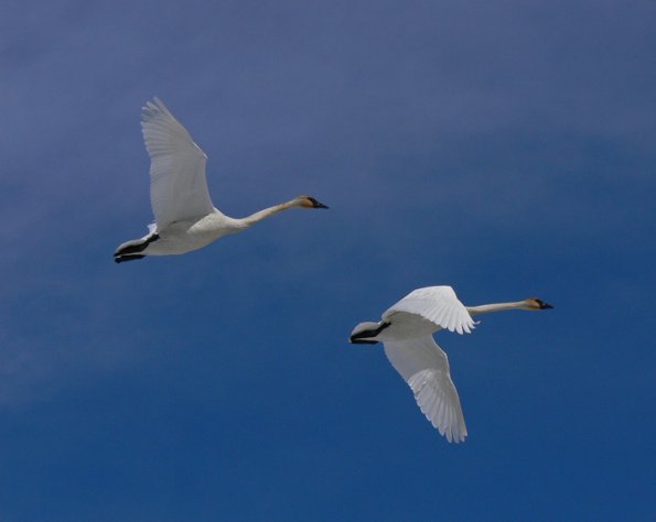 trmpeter-swans-in-flight