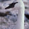 trumpeter-swan-adult-profile