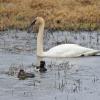 trumpeter-swan-and-ringed-neck-ducks