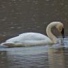 trumpeter-swan-feeding