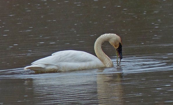 trumpeter-swan-feeding
