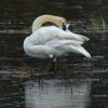trumpeter-swan-preening