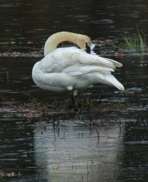 trumpeter-swan-preening