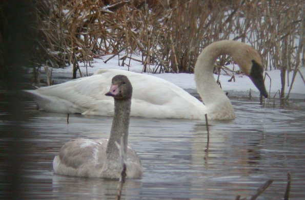 trumpeter-swan-with-cygnet