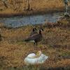 trumpeter-swan-with-dusky-canada-geese