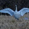 trumpeter-swan-with-wings-spread