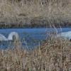 trumpeter-swans-feeding-at-pt.-bridget-state-park