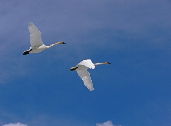 trumpeter-swans-in-flight