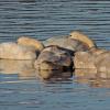 tundra-swans-family-resting-twin-lakes