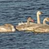 tundra-swans-parent-with-young