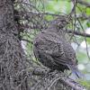 spruce-grouse-female