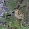 spruce-grouse-young