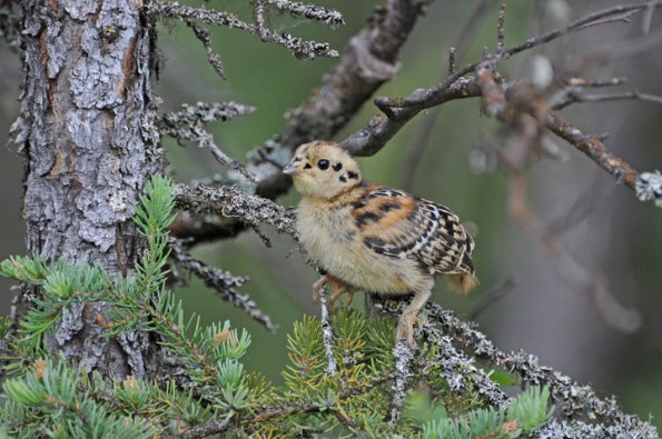 spruce-grouse-young
