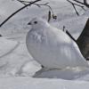 white-tailed-ptarmigan-in-winter