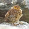 willow-ptarmigan-chick-in-the-alpine-rain