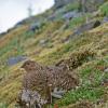 willow-ptarmigan-female-with-young-modified