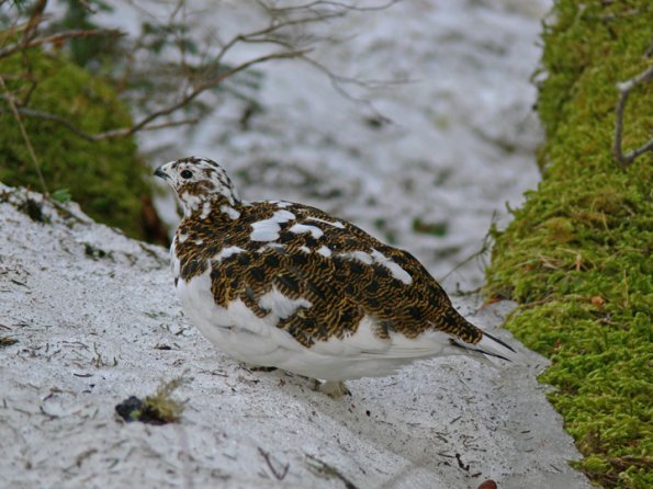 willow-ptarmigan-female