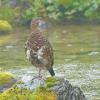 willow-ptarmigan-in-the-rain