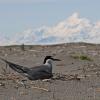 gulls-and-terns
