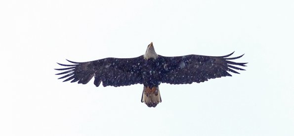 Bald-Eagle-adult-in-flight-with-snow