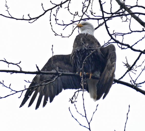 Bald-Eagle-drying-its-wings-2