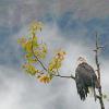 Bald-Eagle-drying-wings-2