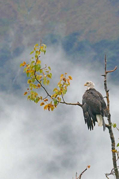 Bald-Eagle-drying-wings-2