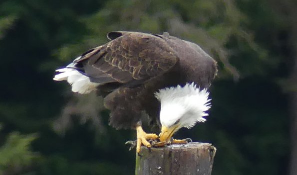 Bald-Eagle-eating-a-crab