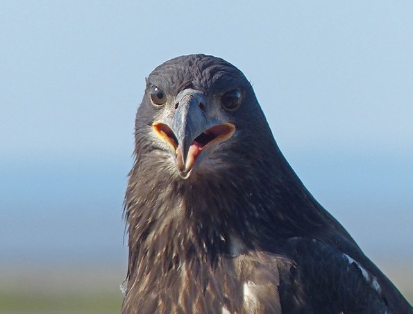 Bald-Eagle-just-fledged-August-7-2015