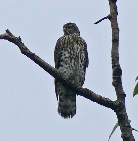 Northern-Goshawk-juvenile-at-400-mm