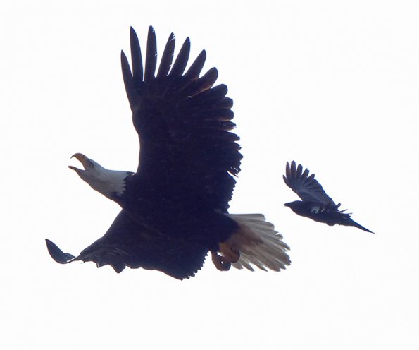 Northwestern-Crow-chases-Bald-Eagle