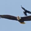 Northwestern-Crow-harasses-Bald-Eagle-2