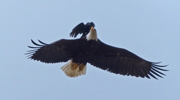 Northwestern-Crow-harassing-Bald-Eagle
