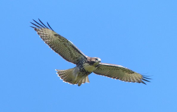 Red-tailed-Hawk-light-juvenile-in-flight