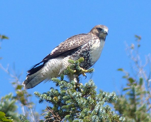 Red-tailed-Hawk-light-juvenile